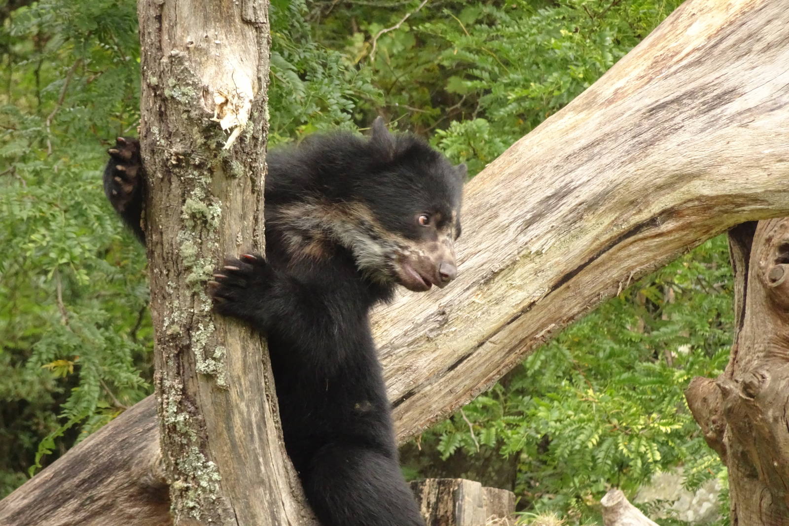 Andean bear cub, October 2016