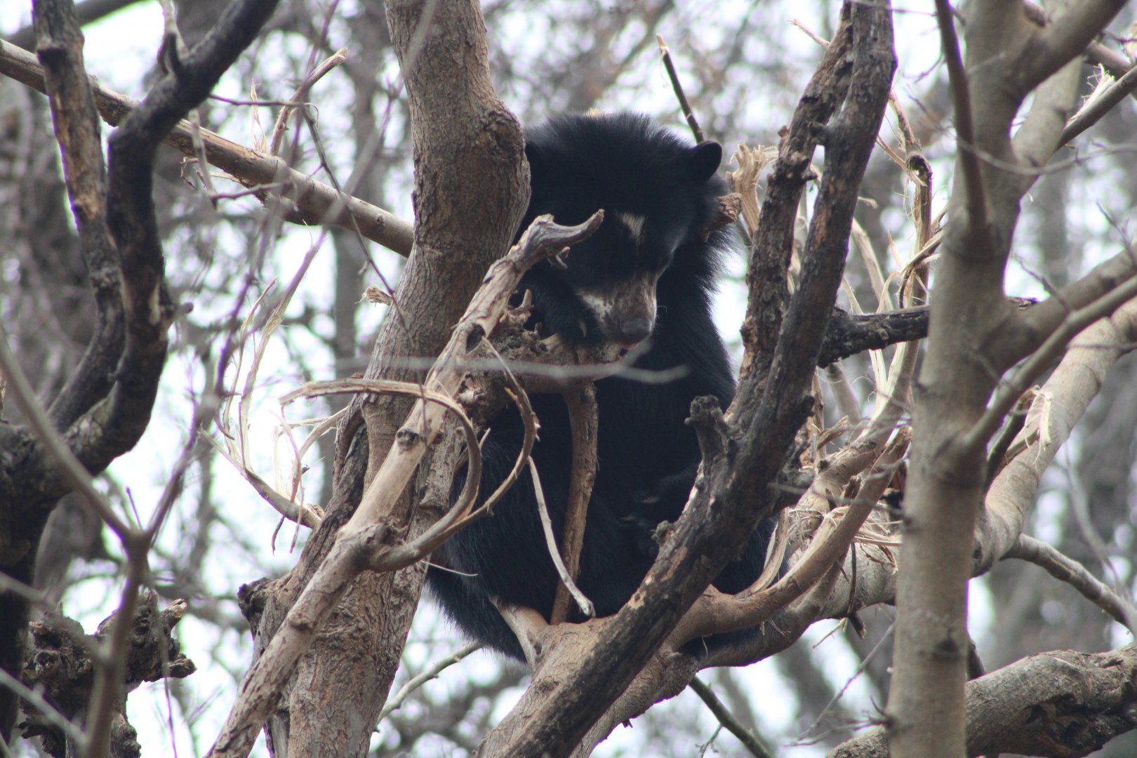 Andean Bear cub (Tremarctos ornatus)