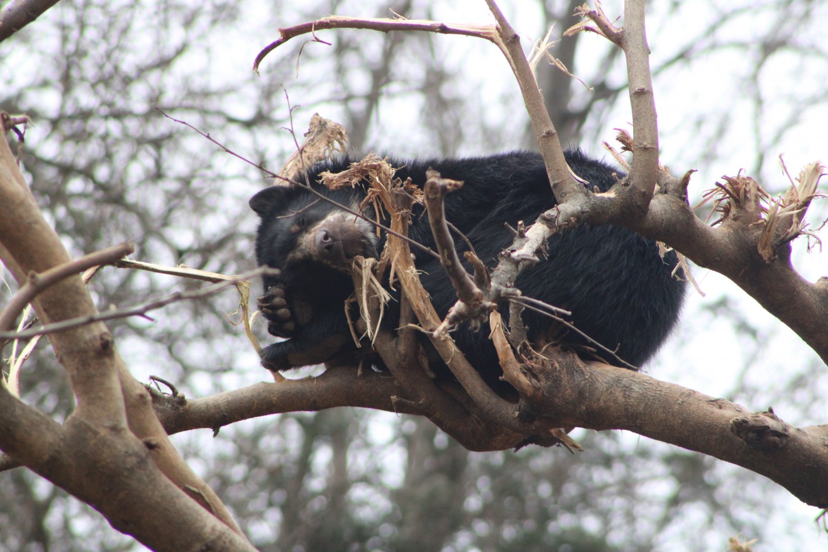 Andean Bear cub (Tremarctos ornatus)