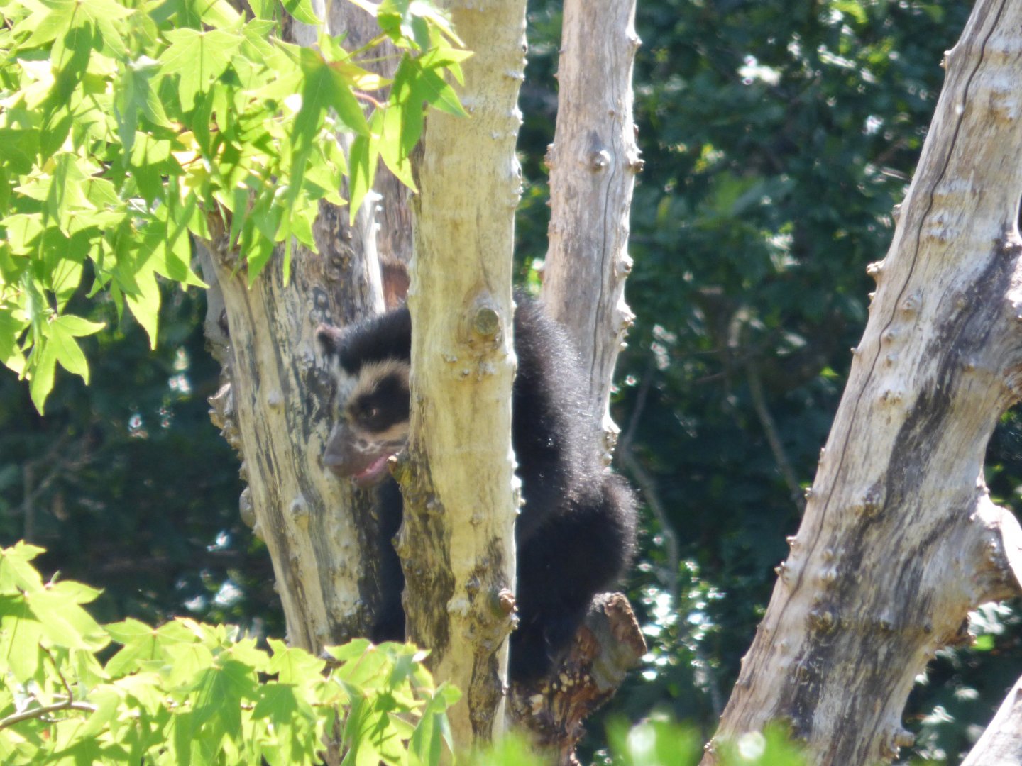 Andean Bear Cub