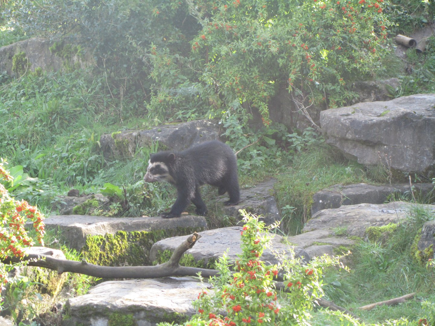 Andean Bear Cub