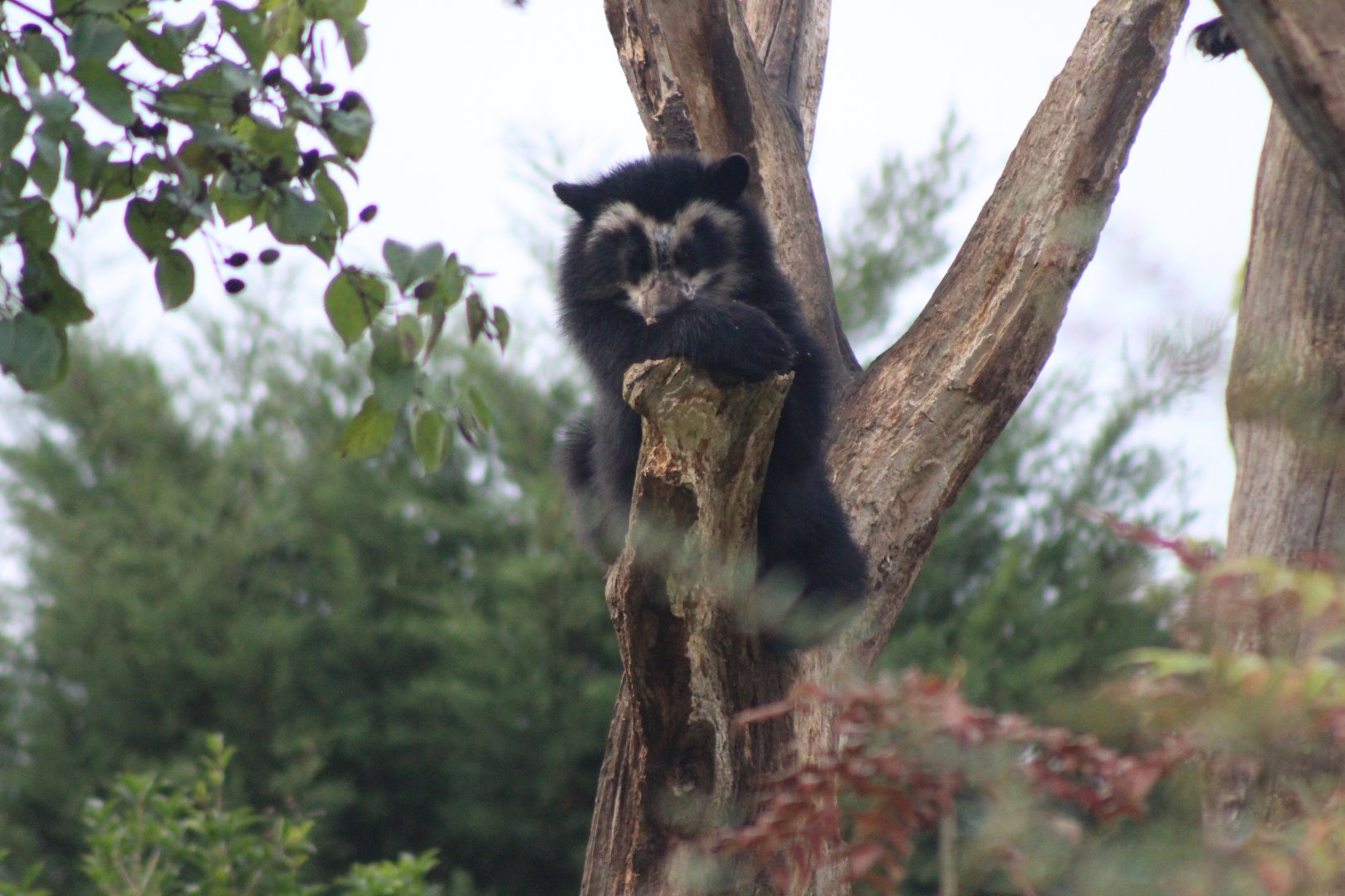 Andean Bear Cub