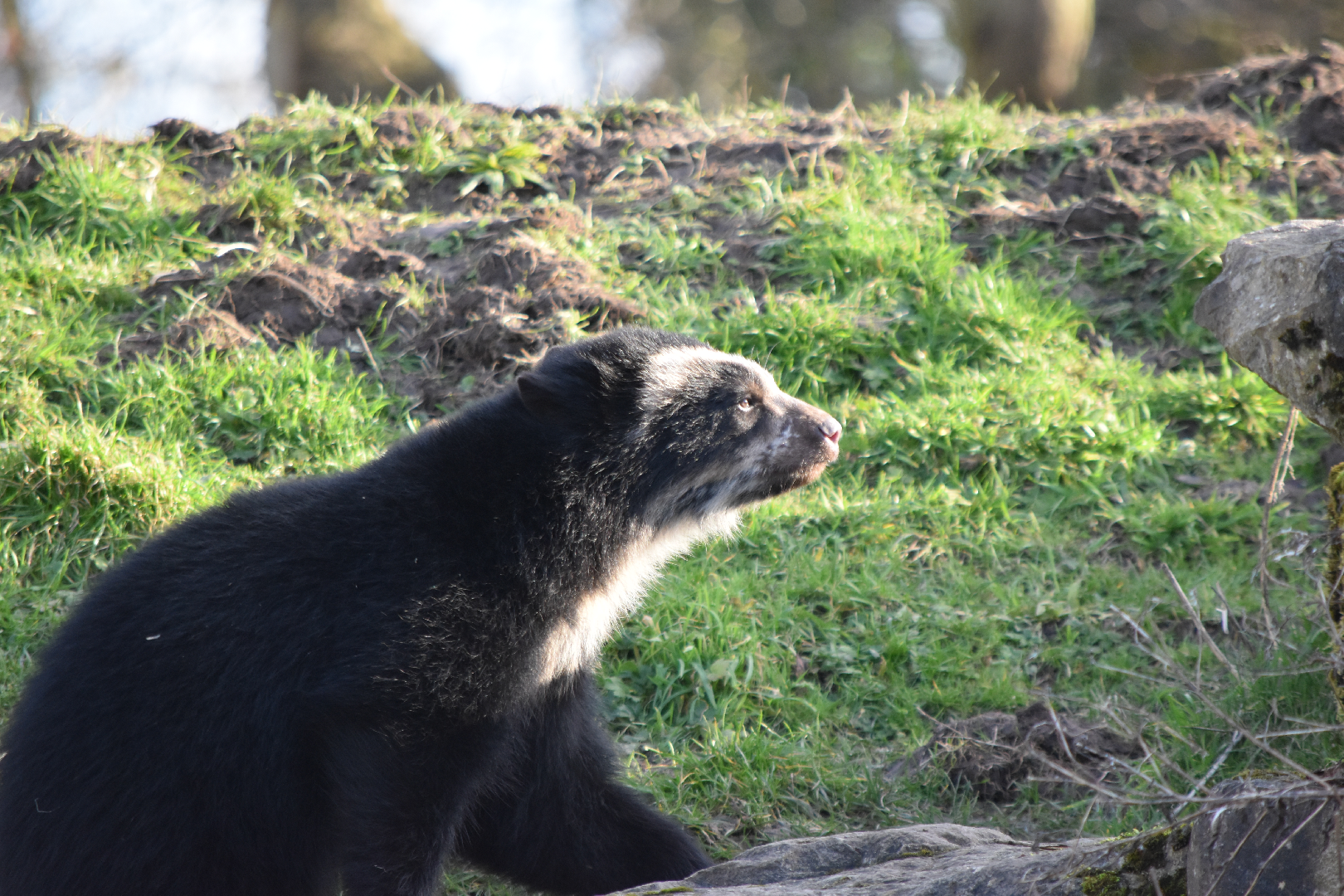 Andean Bear Cub