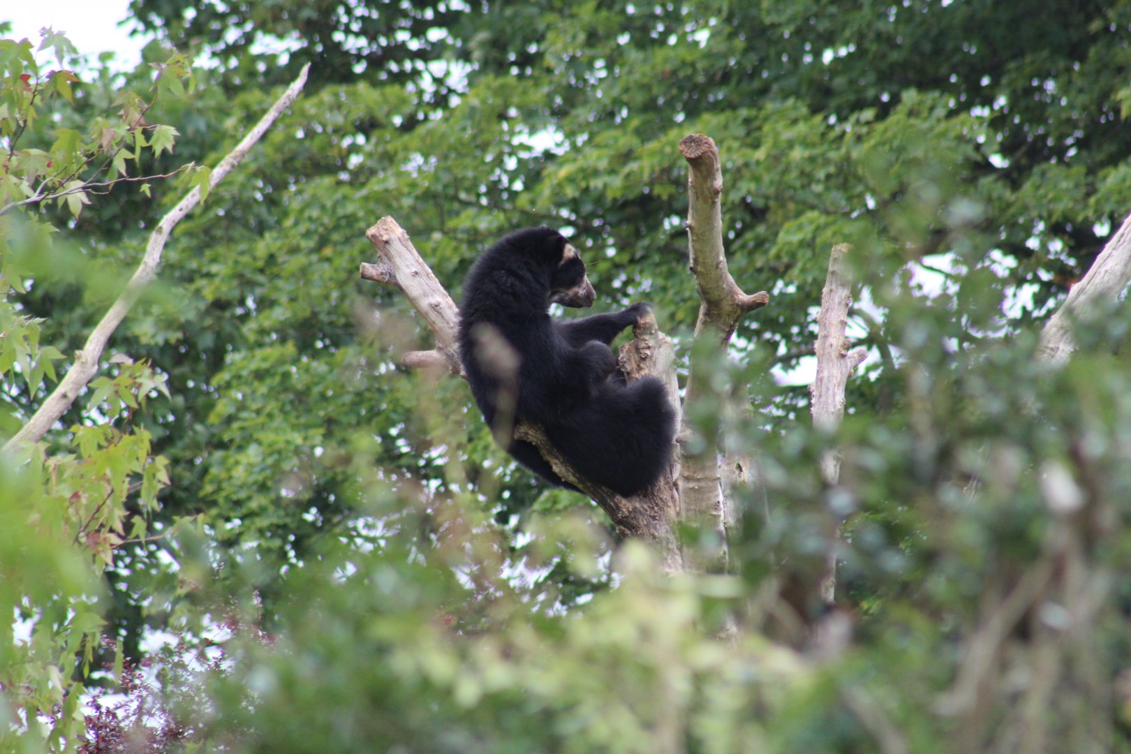 Andean Bear Cub