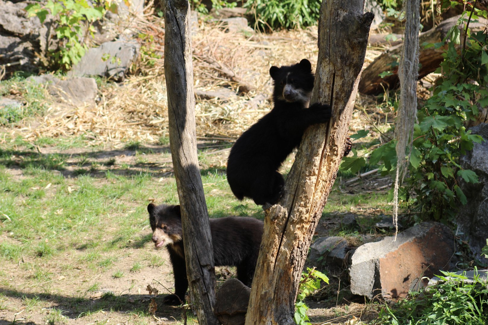 Andean Bear Cubs