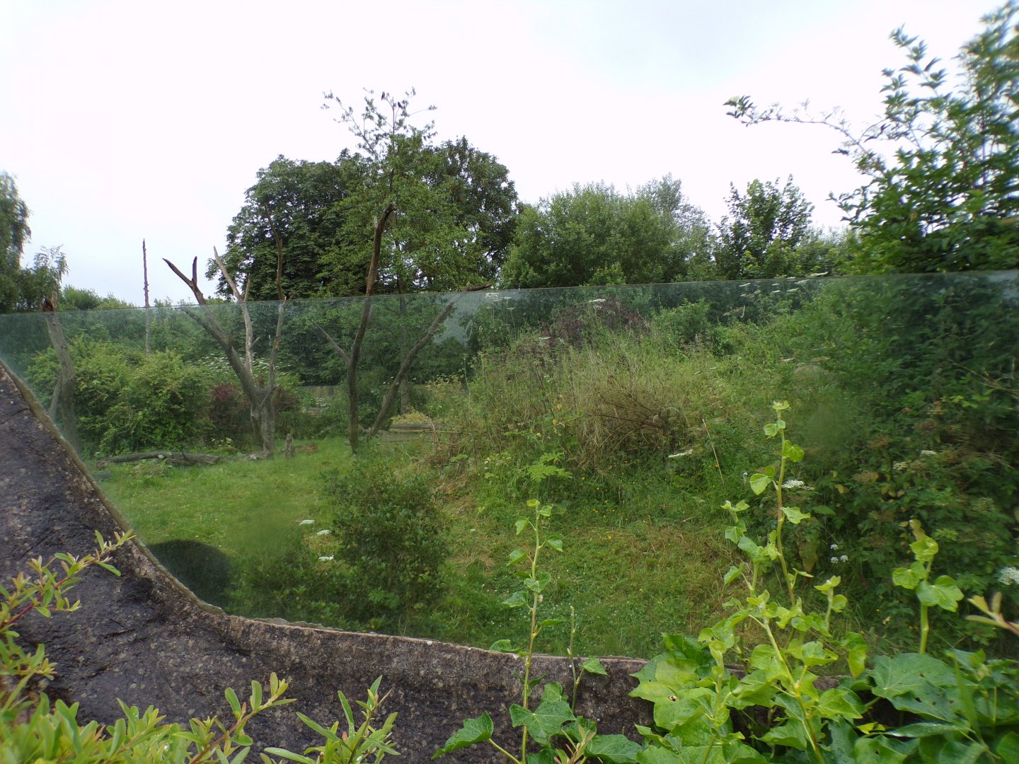 Andean bear enclosure 29.6.24