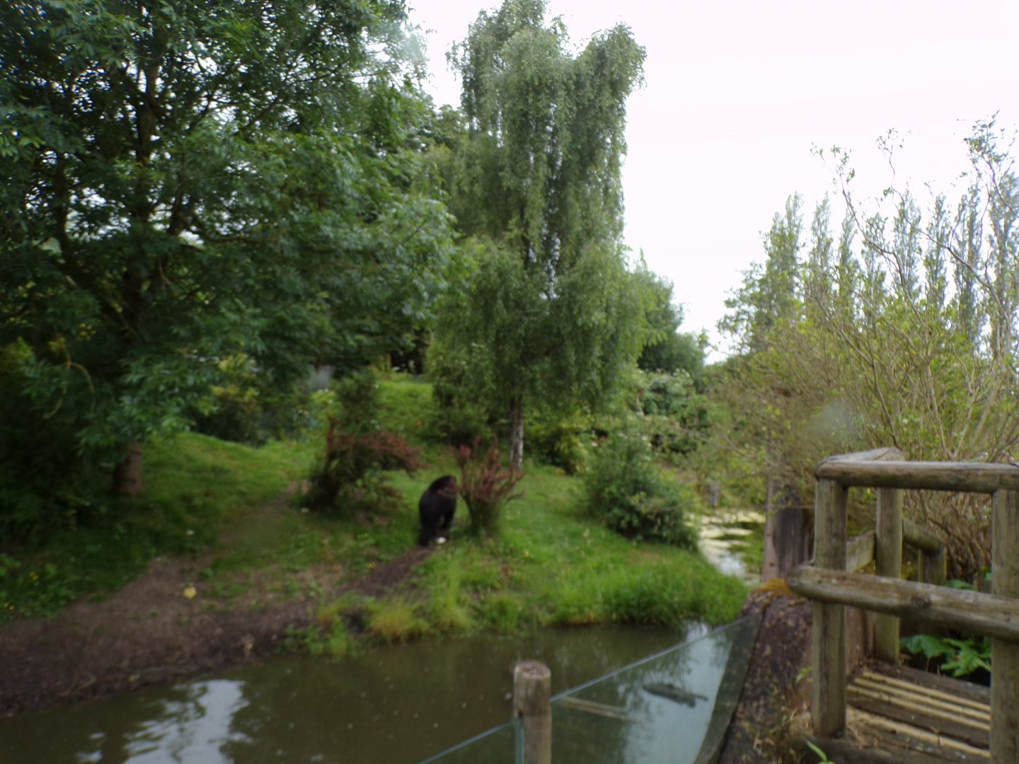 Andean bear enclosure 29.6.24