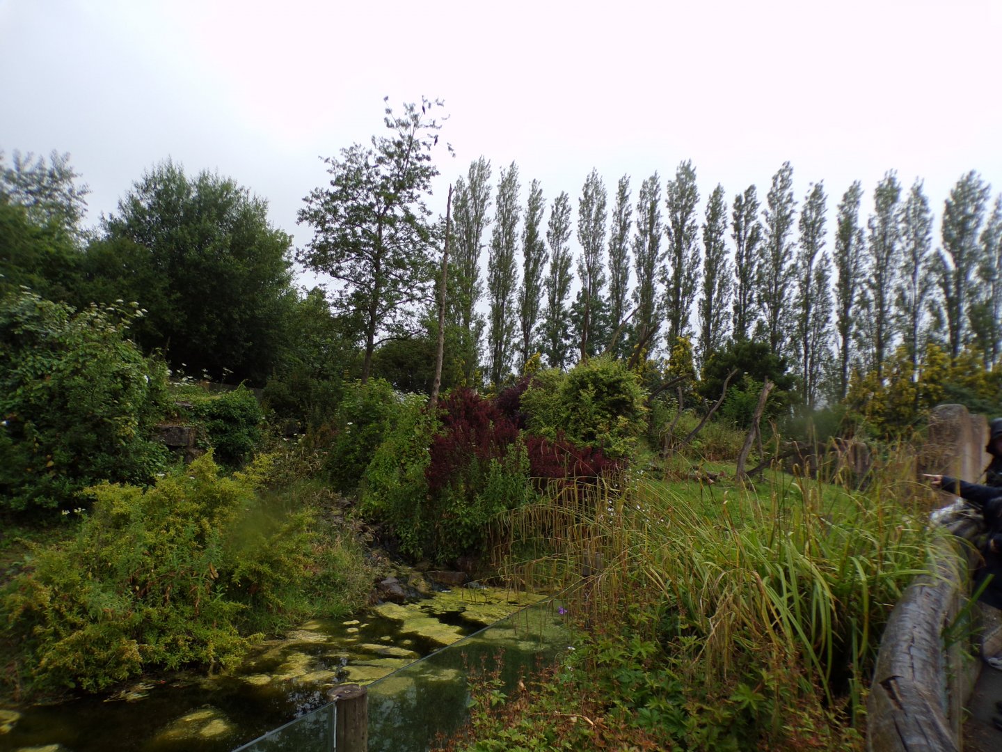 Andean bear enclosure 29.6.24