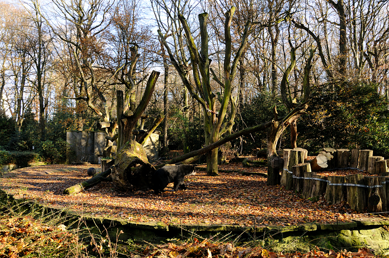 Andean bear enclosure at Dortmund