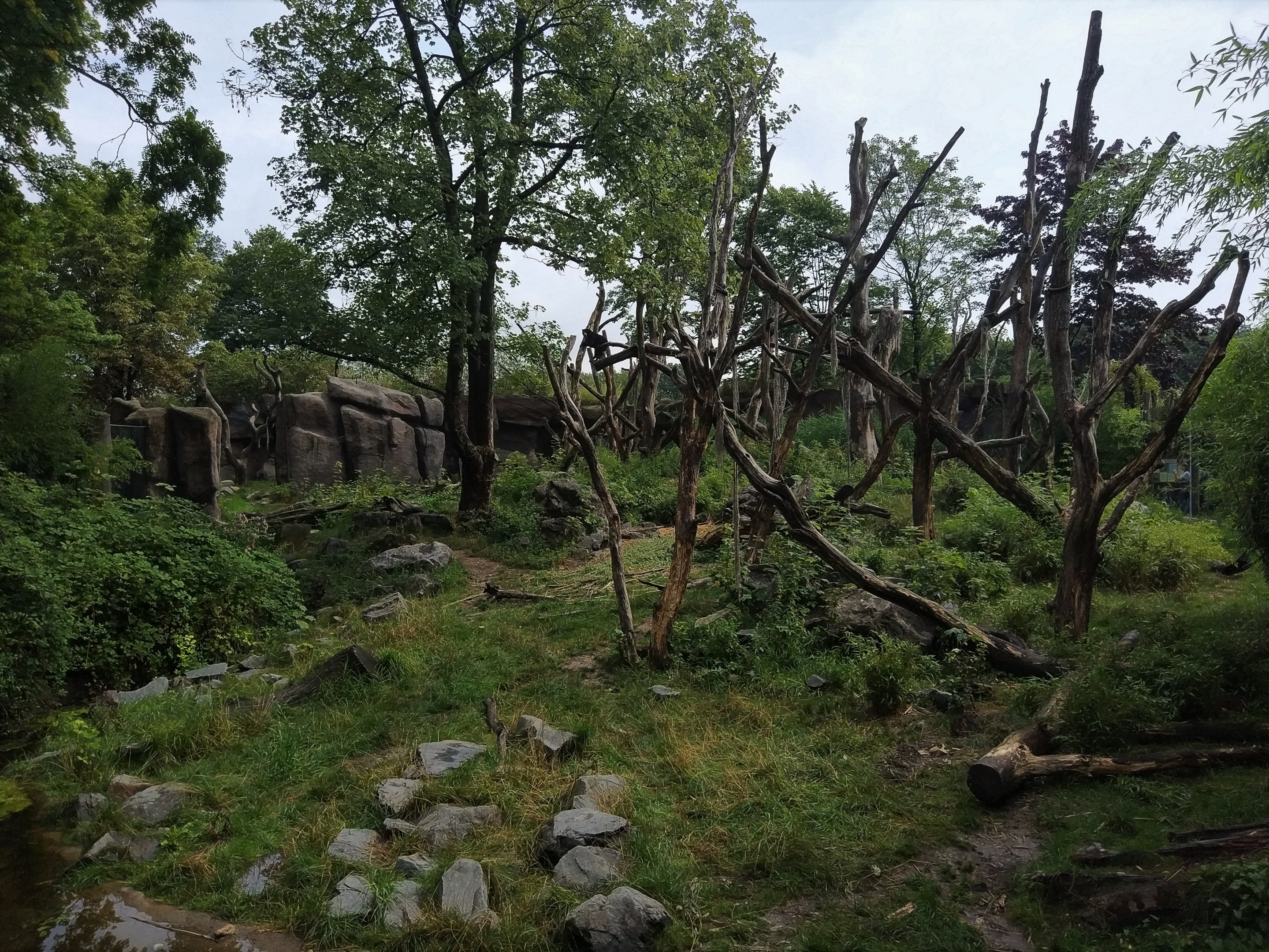 Andean Bear Enclosure