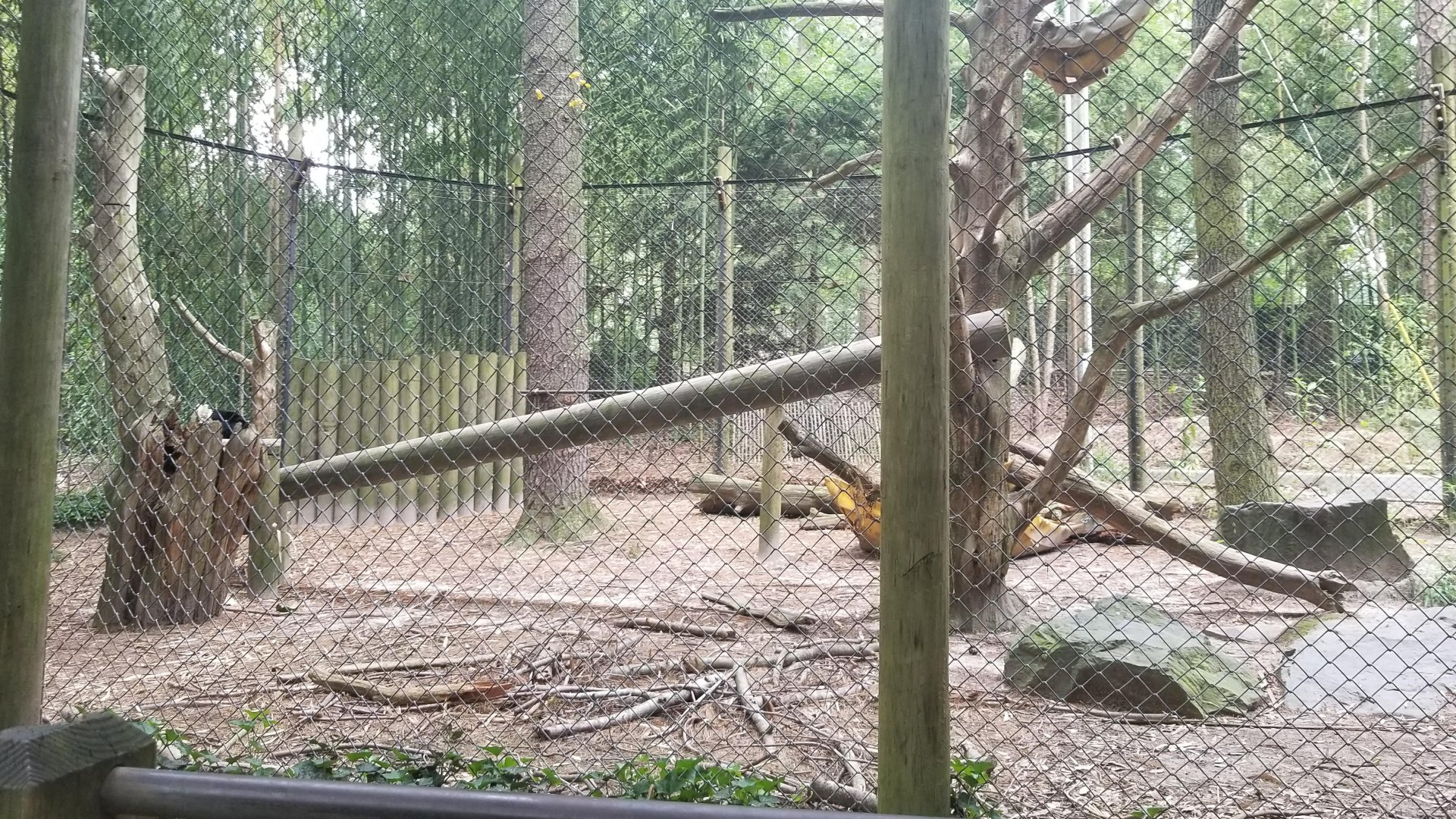 Andean bear enclosure