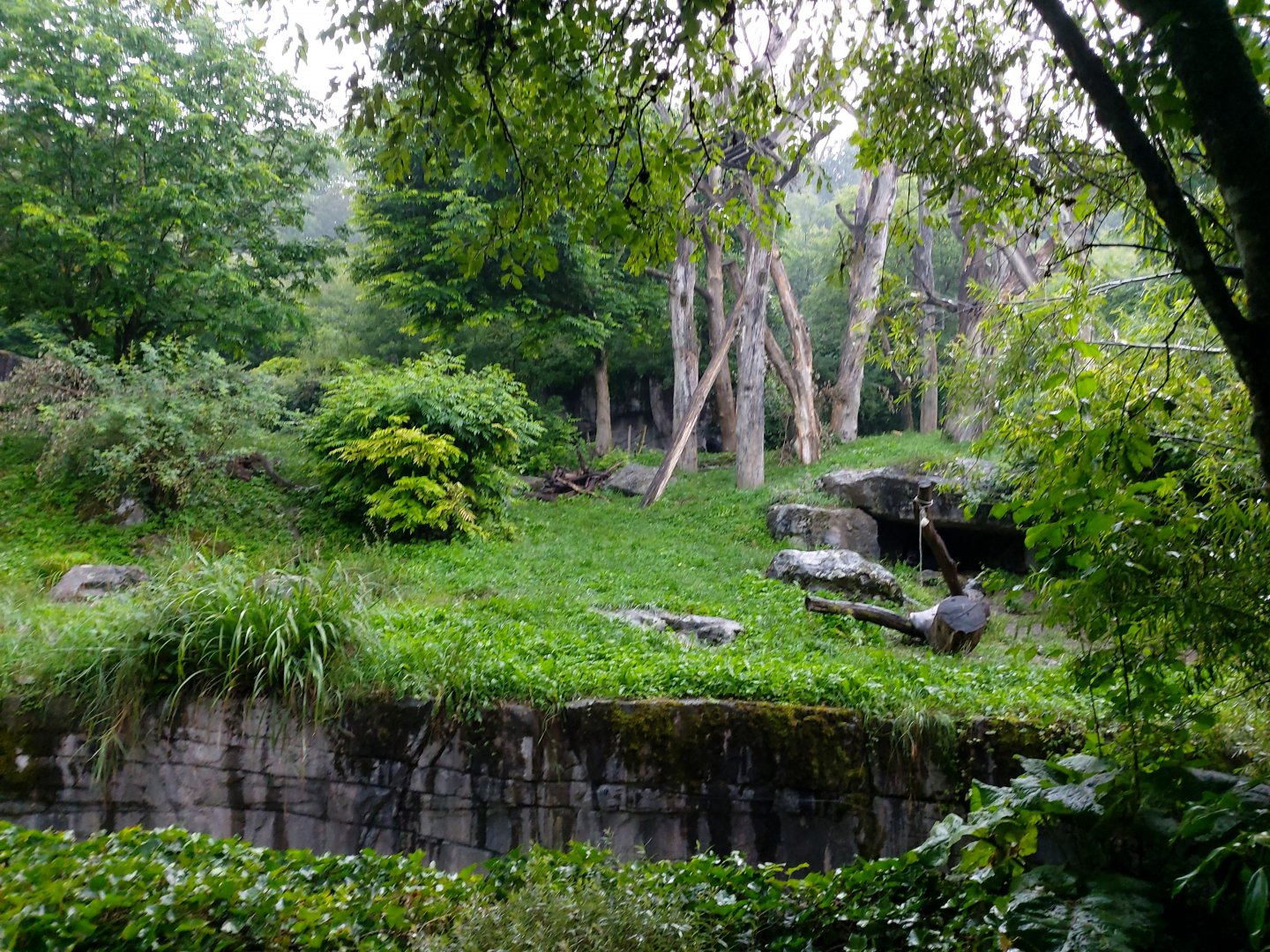 Andean bear enclosure
