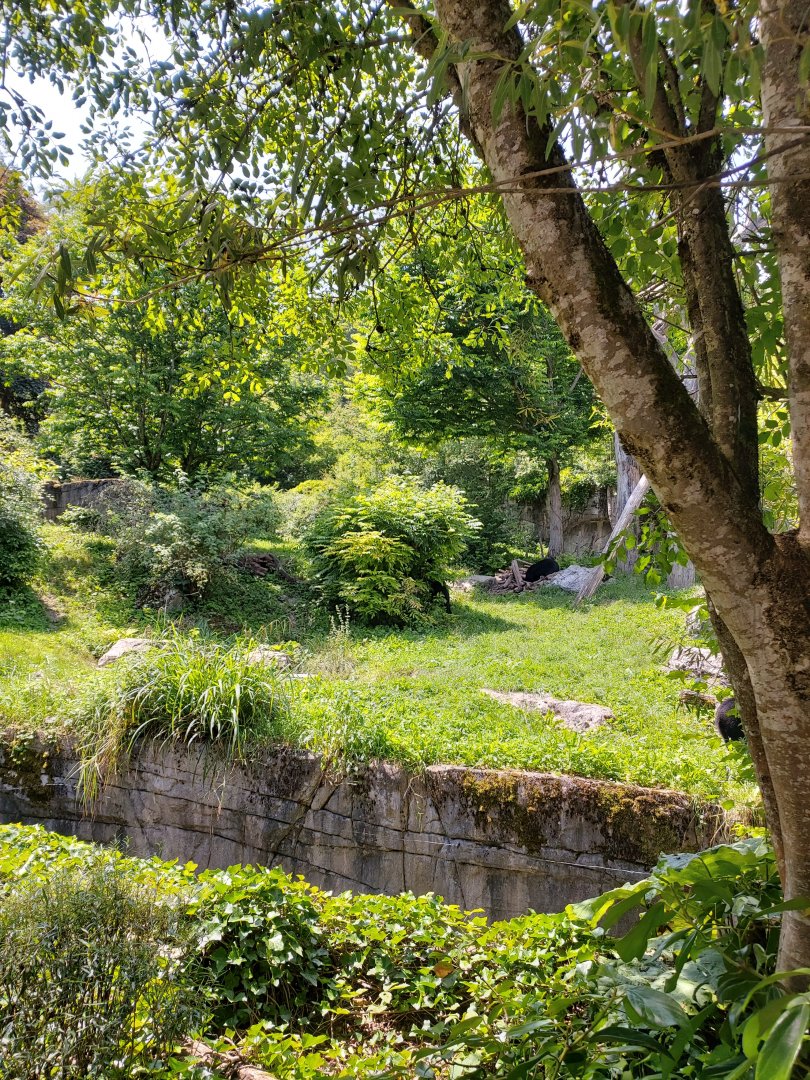 Andean bear enclosure