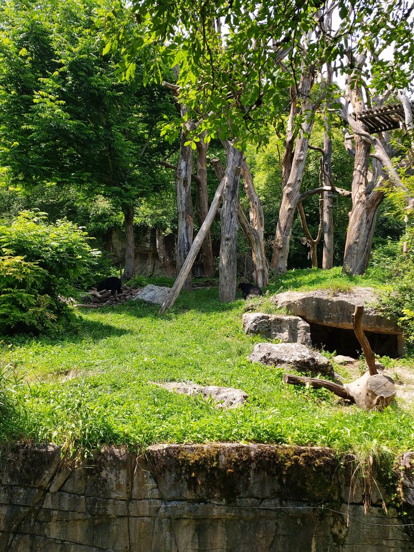 Andean bear enclosure