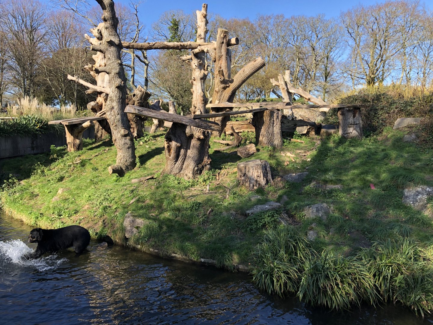 Andean Bear Enclosure