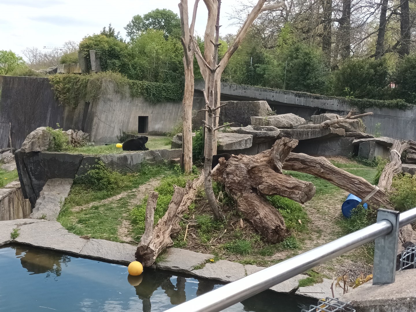 Andean Bear Enclosure
