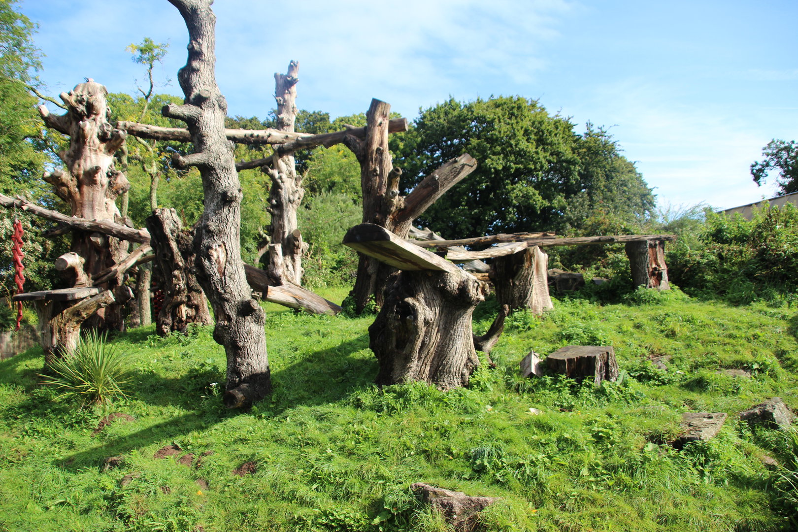 Andean Bear Enclosure