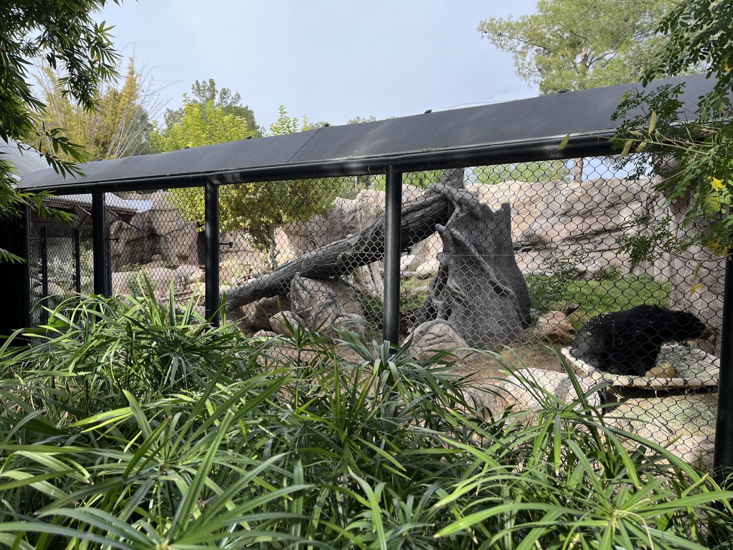 andean bear enclosure