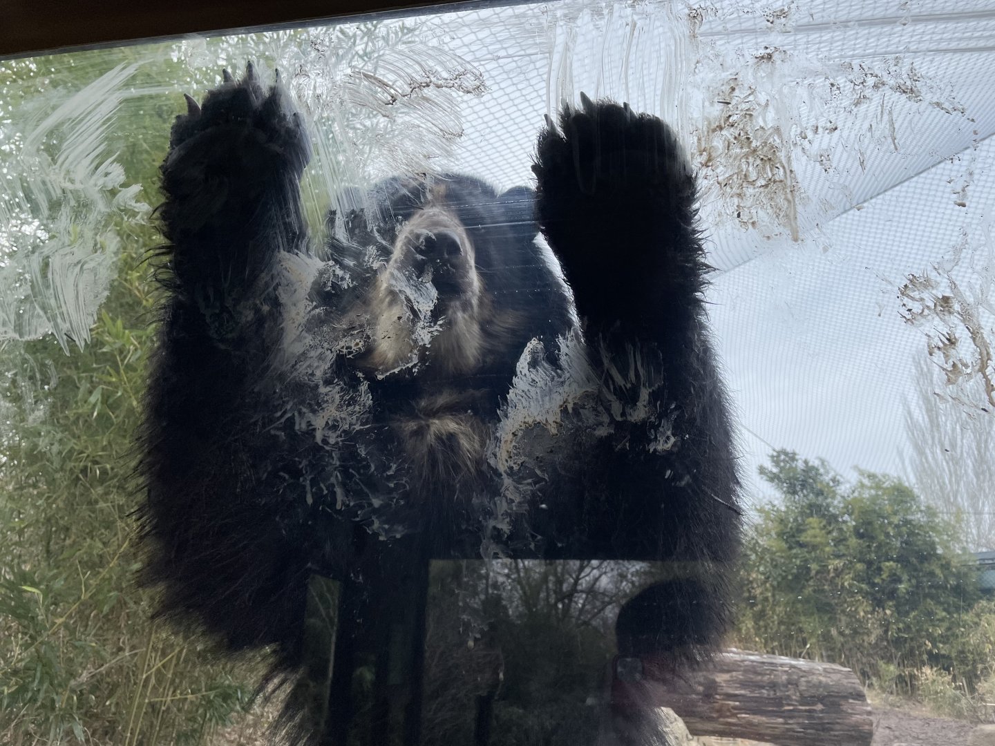 Andean Bear Encounter January 2022