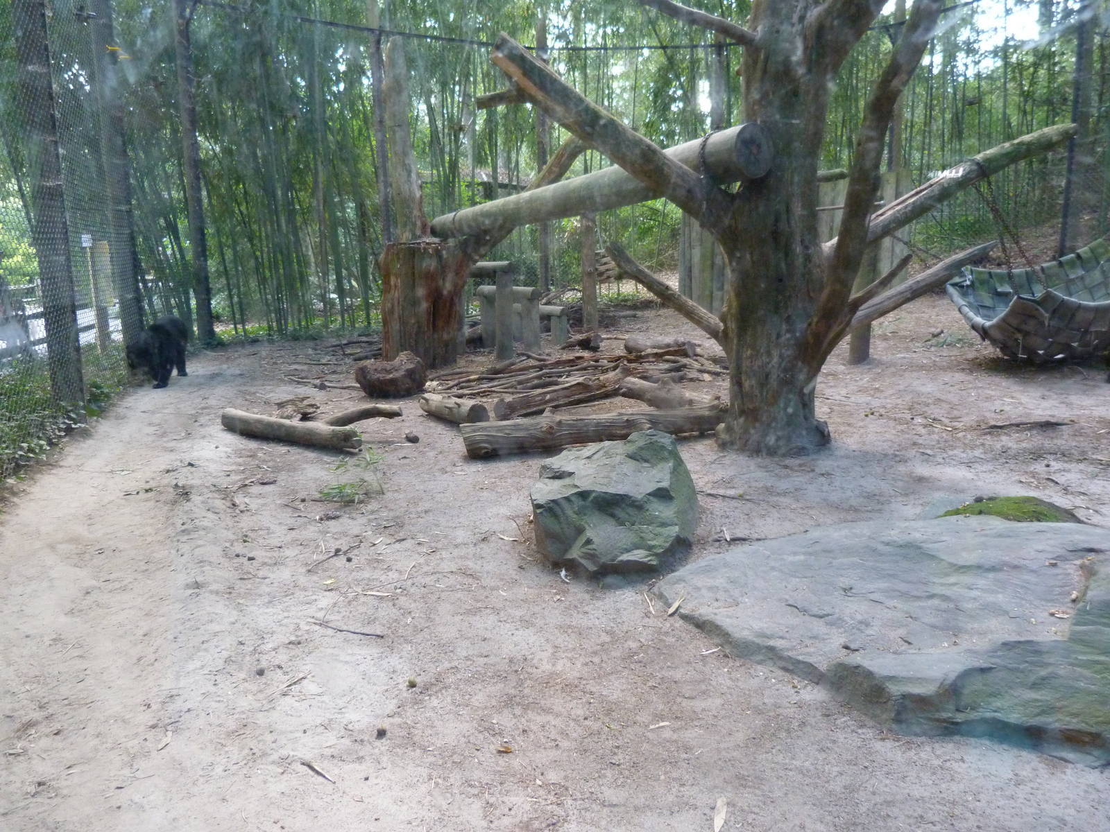 Andean Bear Exhibit - 9/7/13