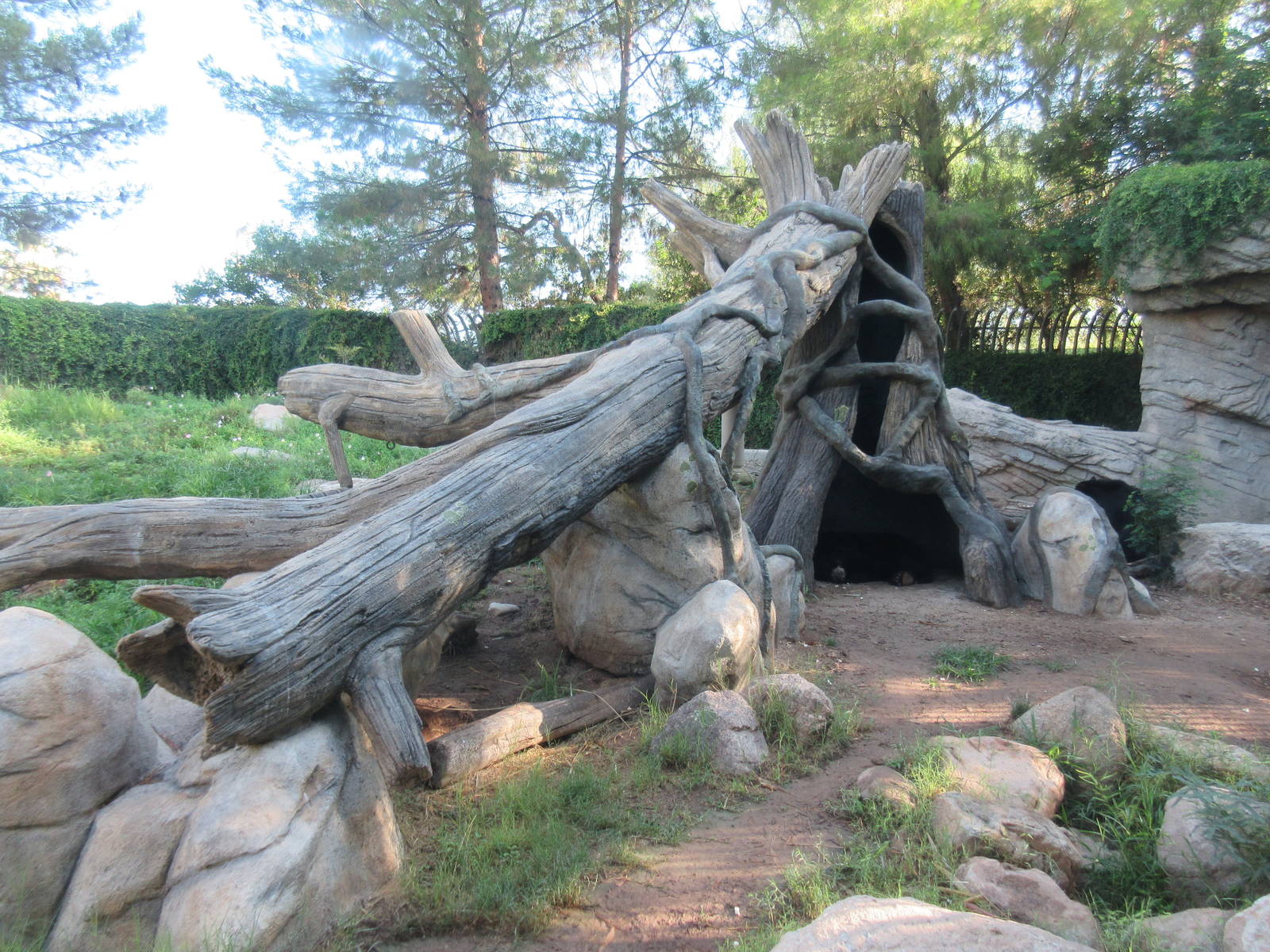 Andean Bear Exhibit (fairly new tree structure)