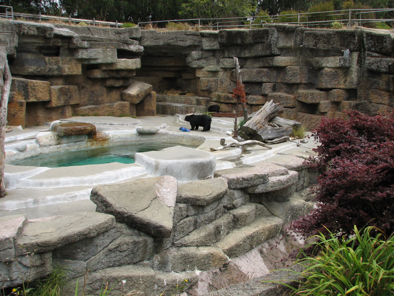 Andean Bear Exhibit