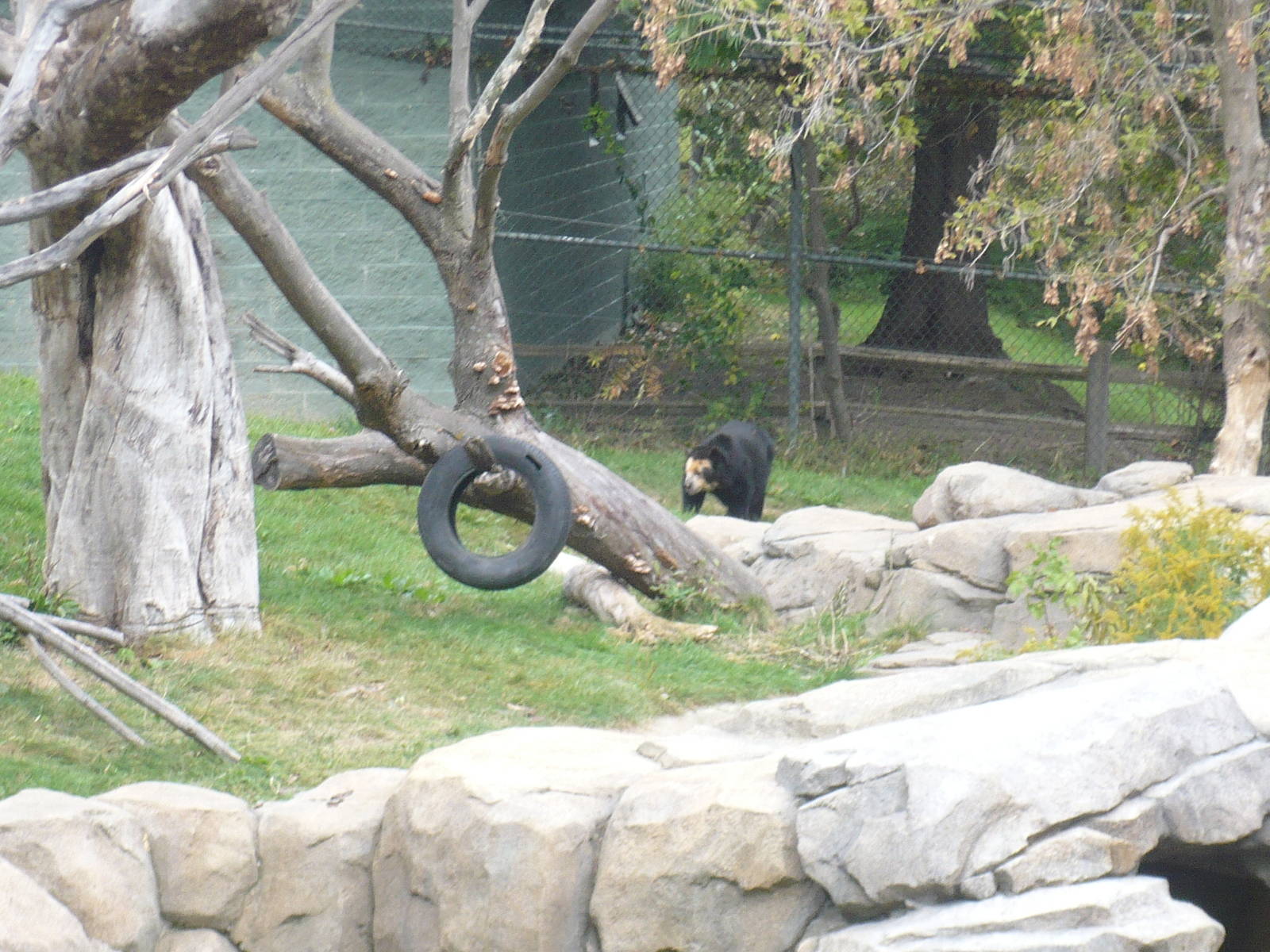 Andean Bear & Exhibit