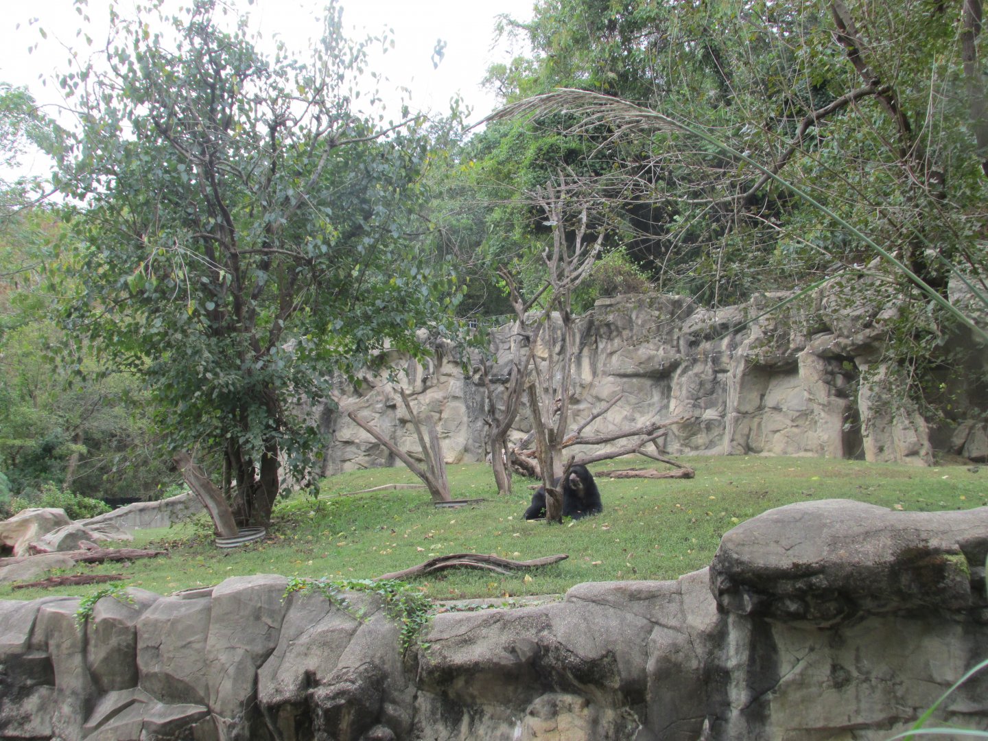 andean bear exhibit
