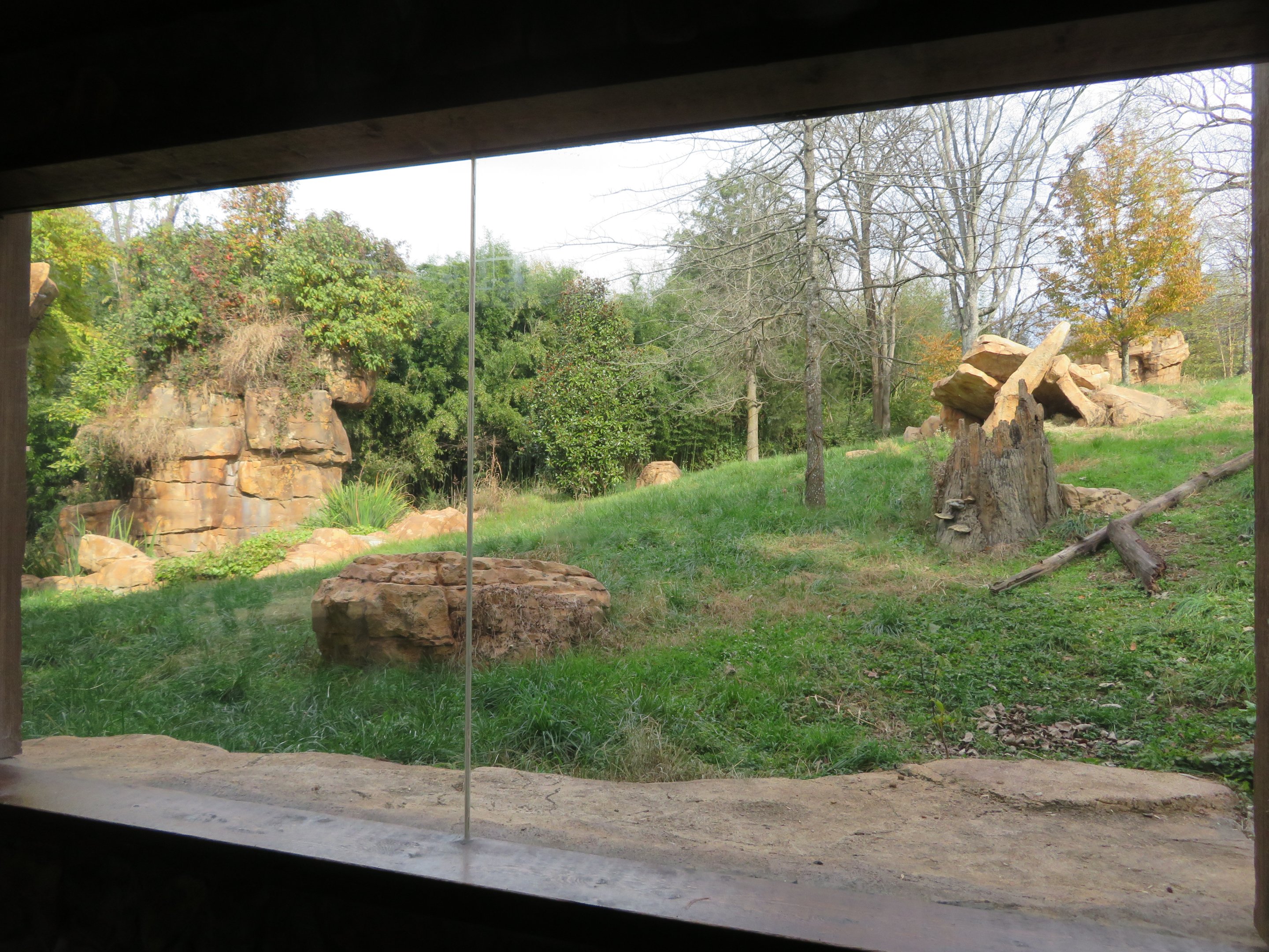 Andean Bear Exhibit