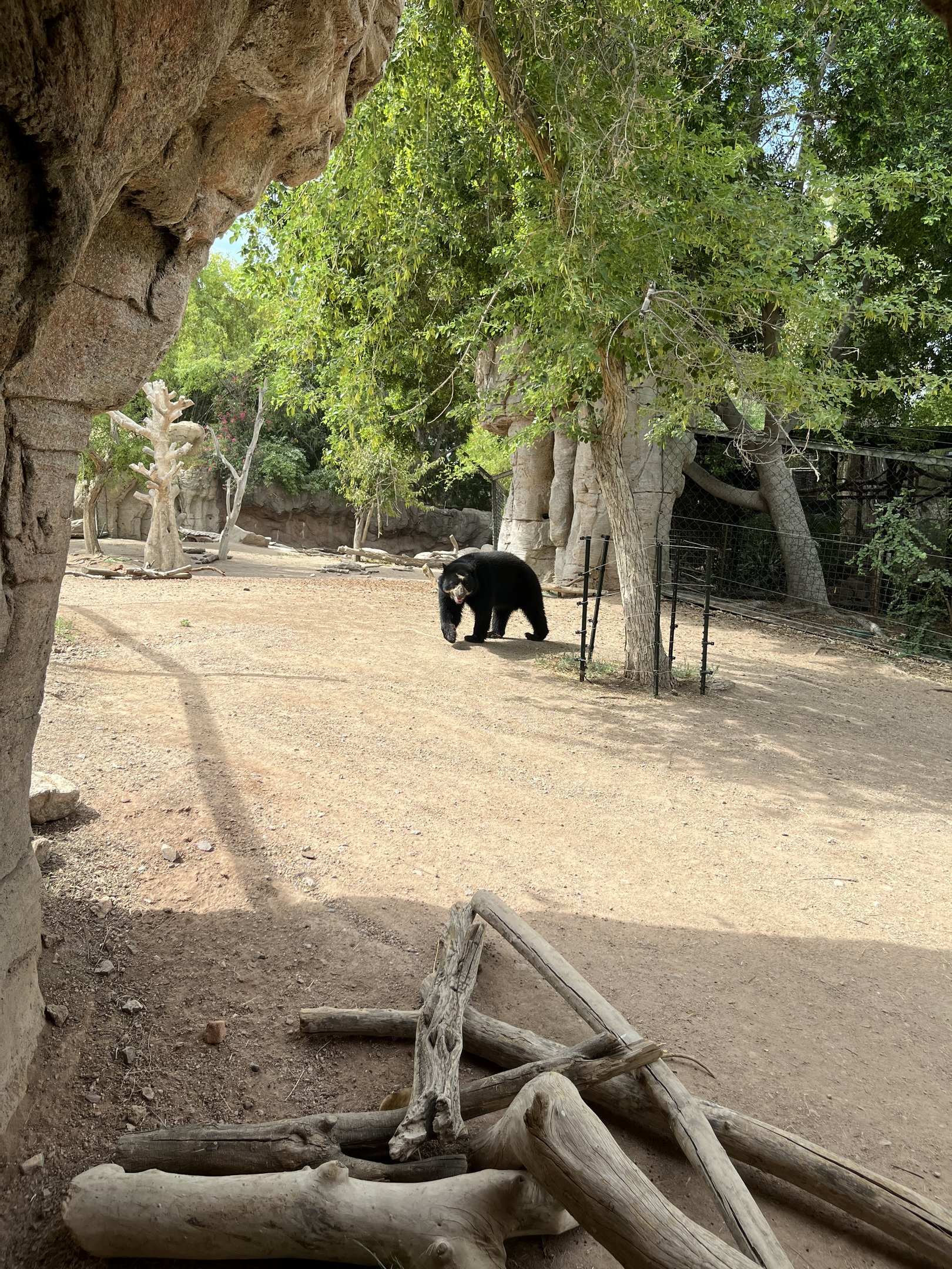 Andean Bear Exhibit