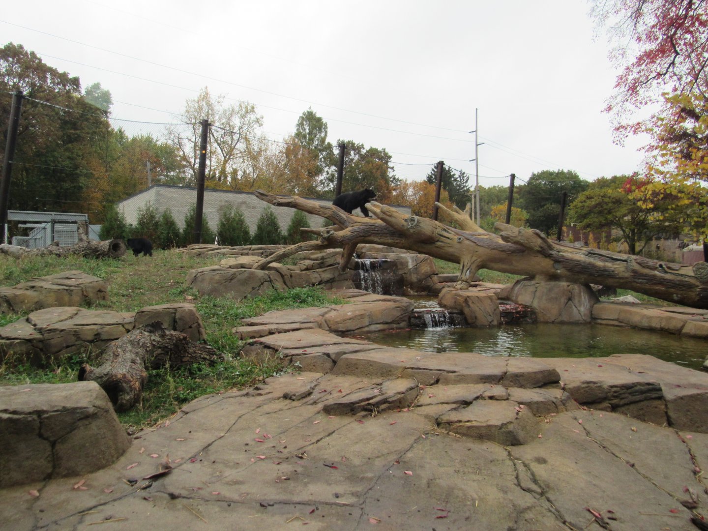 Andean Bear Exhibit
