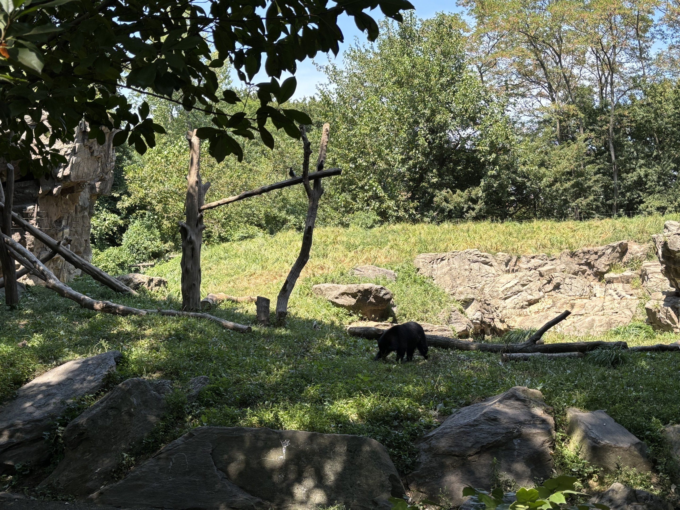 Andean Bear Exhibit