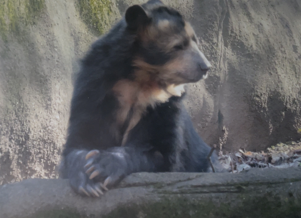 Andean bear February 18, 2018