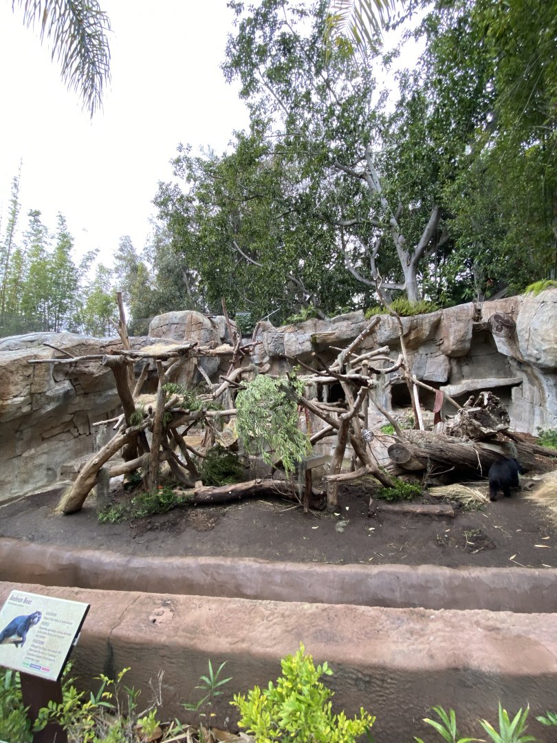 Andean Bear Grotto - Center Street
