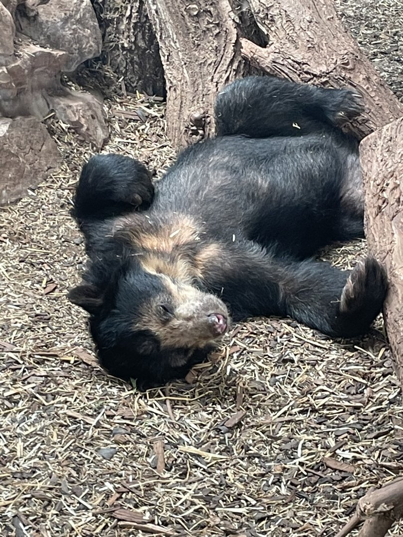 Andean Bear having a snooze