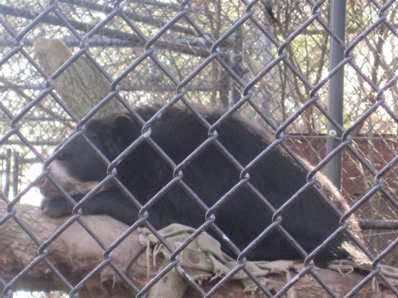 Andean Bear in a Tree