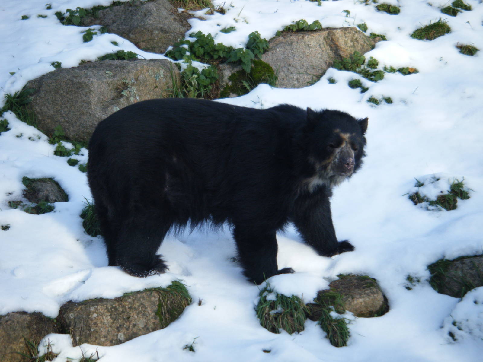 Andean Bear in the snow