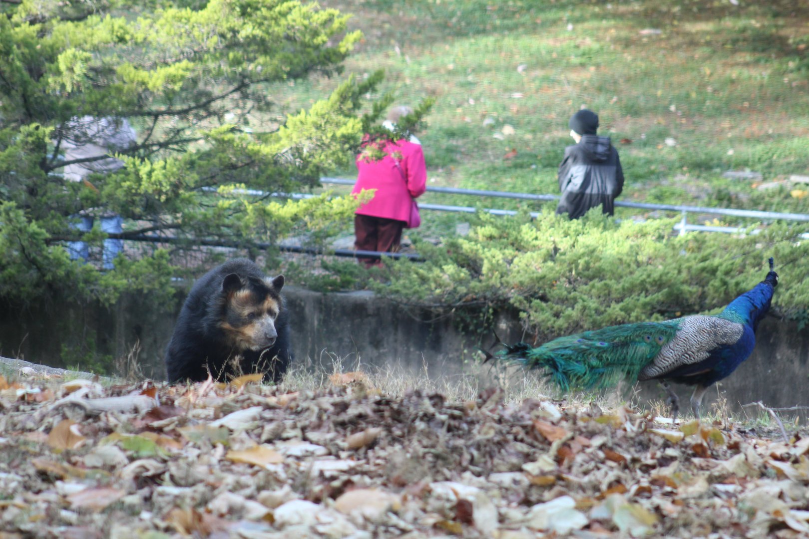 Andean Bear & Indian Peafowl