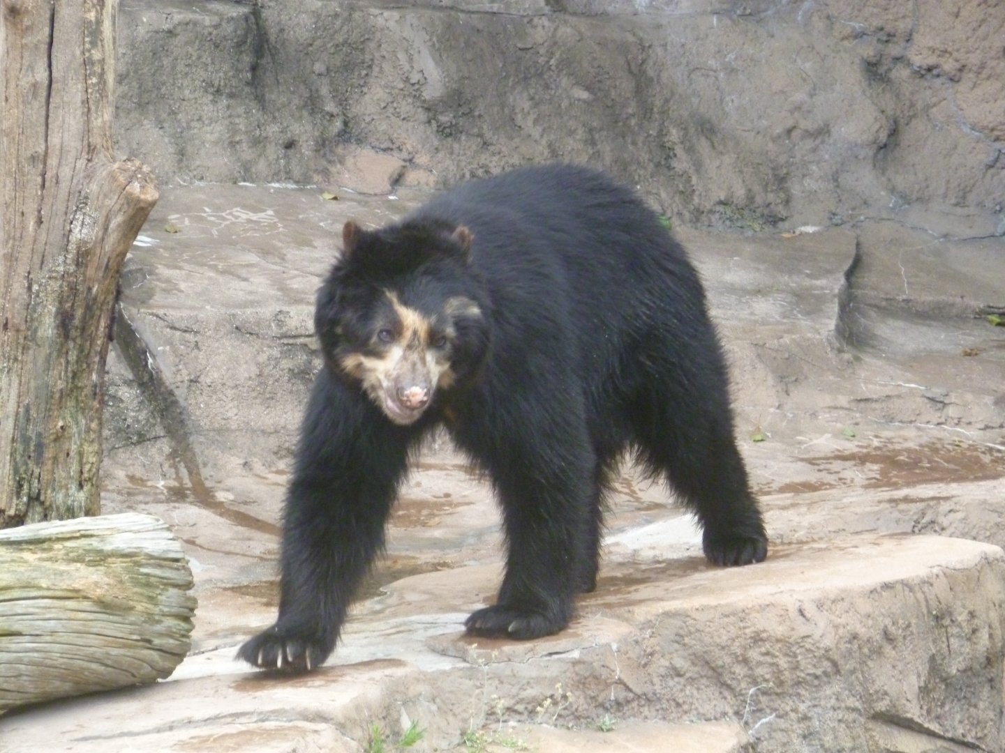 Andean bear July 2016