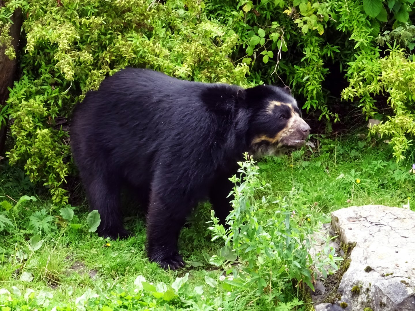 Andean Bear, July 2019