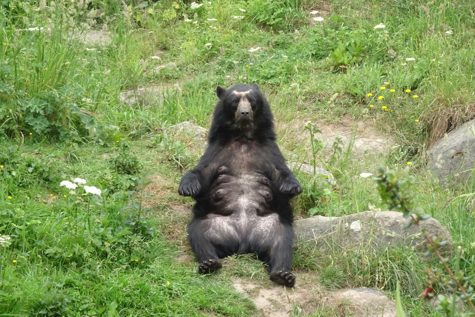 Andean bear, June 2018