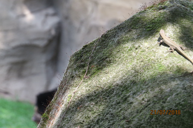 Andean Bear (Lizard ID?)