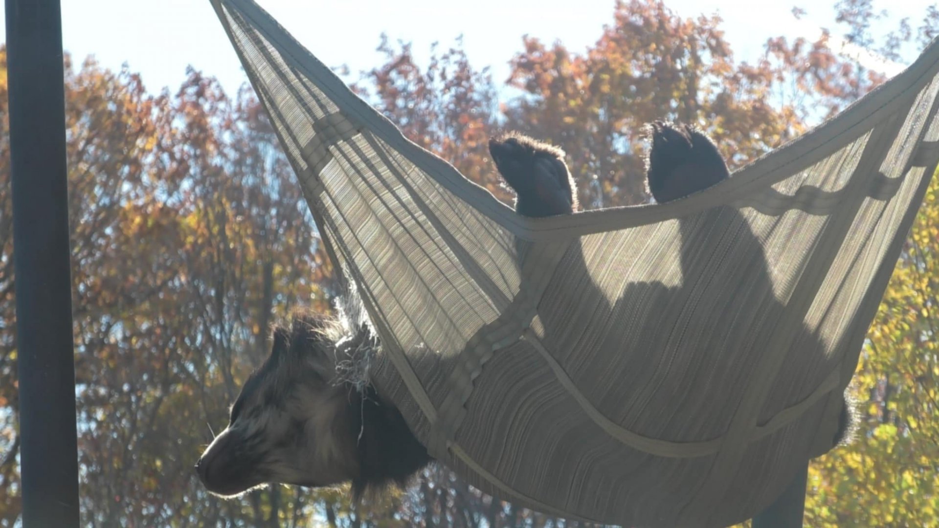 Andean bear looking at a zoo keeper