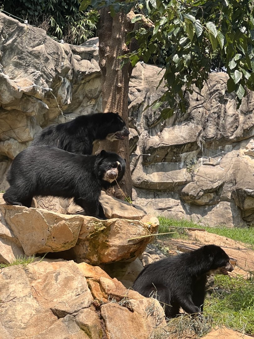 Andean bear mom and cubs
