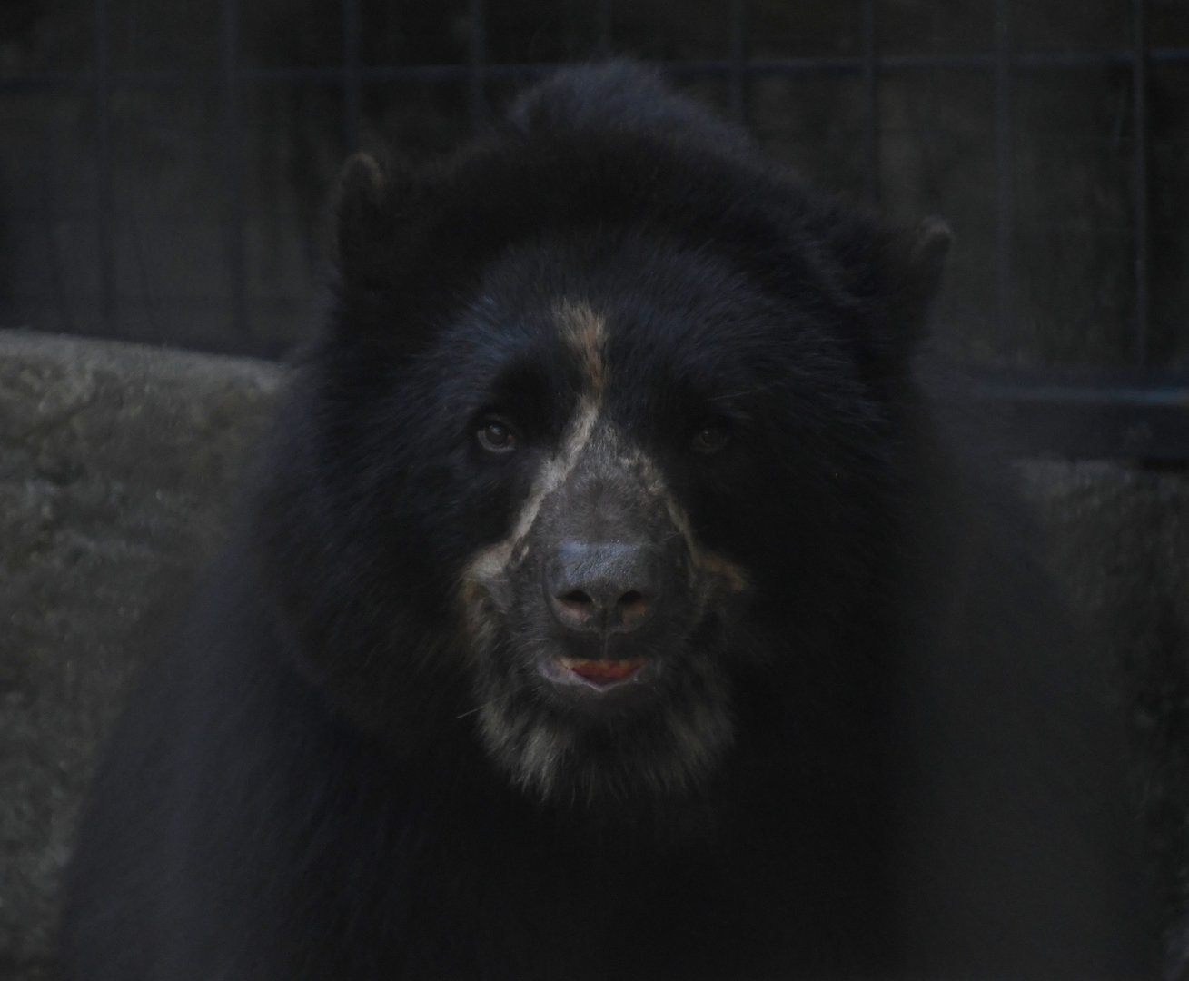 Andean Bear, Muniri