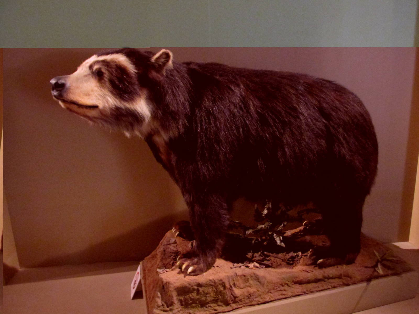 andean bear museo de historia natural