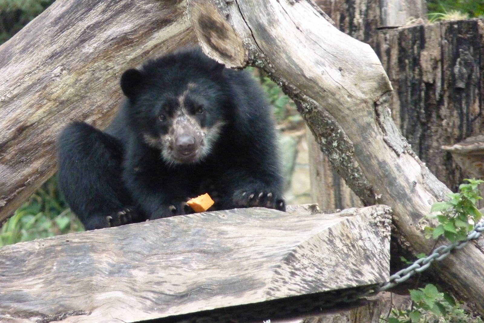 Andean Bear, October 2016