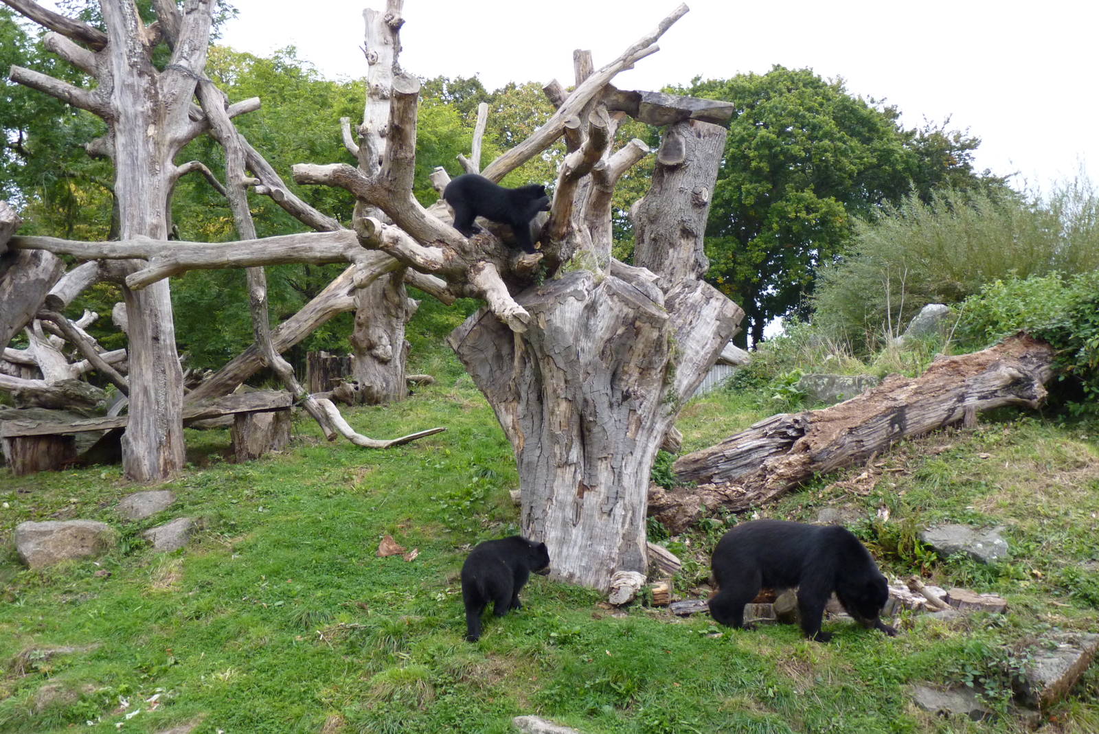 Andean Bear, October 2016