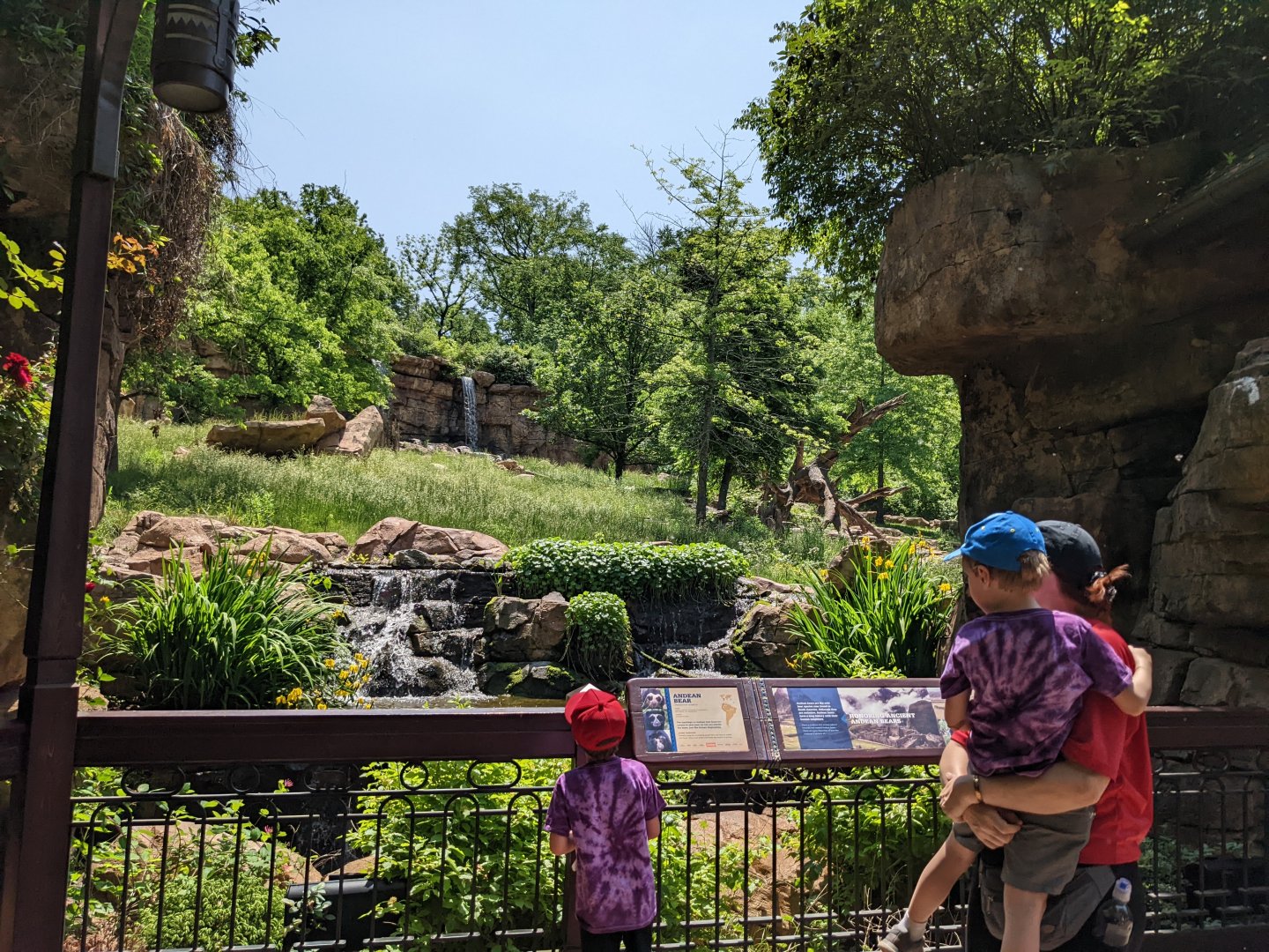 Andean bear - outdoor viewing