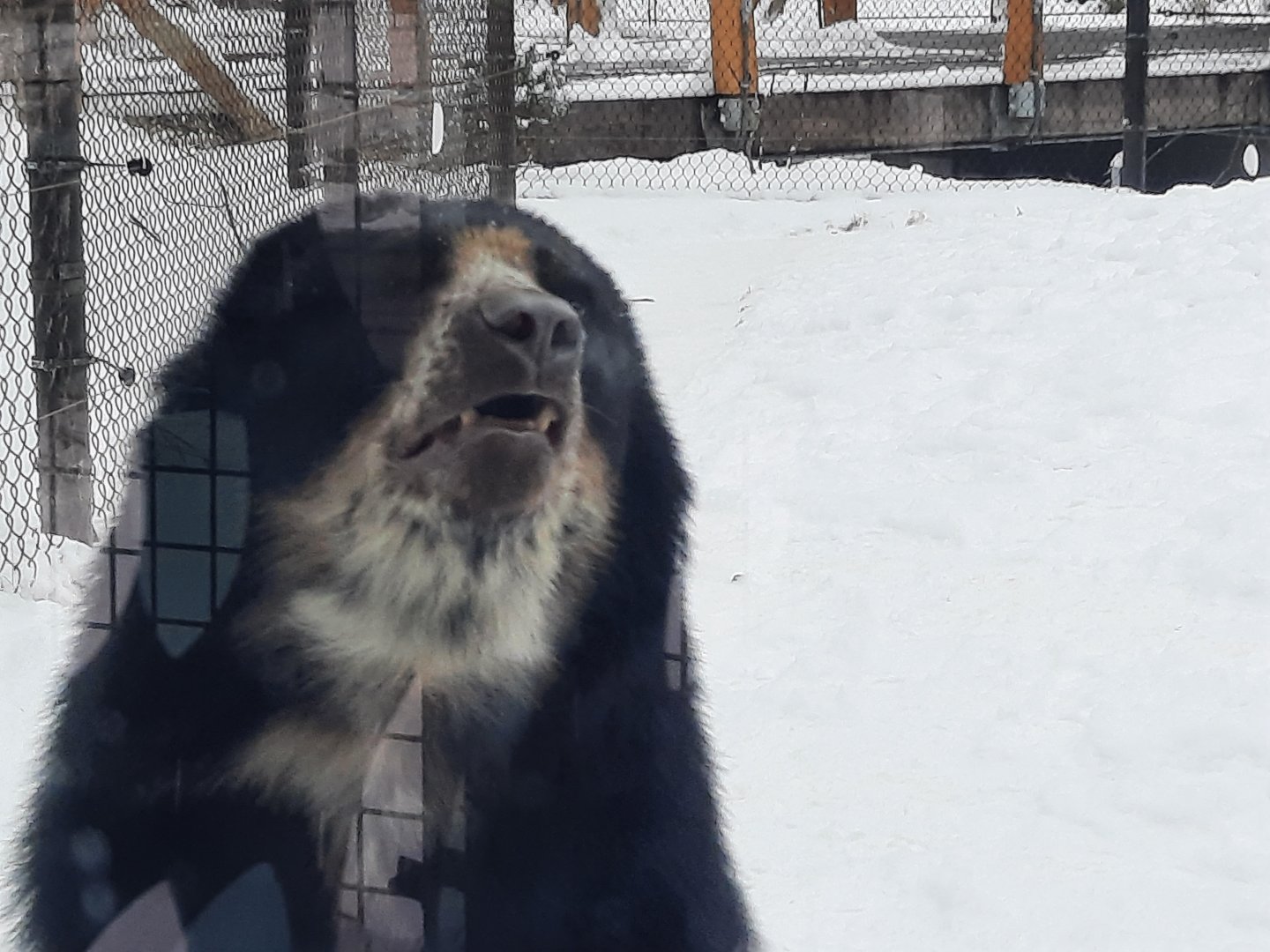 Andean Bear  - Pacha